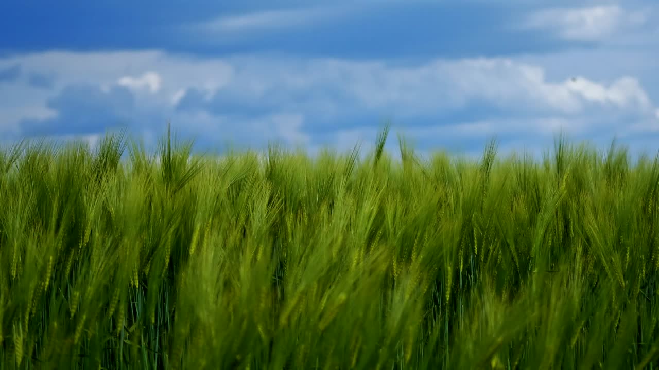 Motion of green spikelets under blue sky. Not ripe agricultural plants swaying in wind on a bright summer day. Nature agriculture landscape.