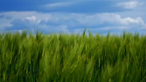 motion of green spikelets under blue sky. not ripe agricultural plants swaying in wind on a bright summer day. nature agriculture landscape.