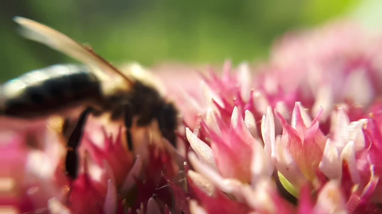 primer plano macro de una abeja de miel en una flor de jardín-3