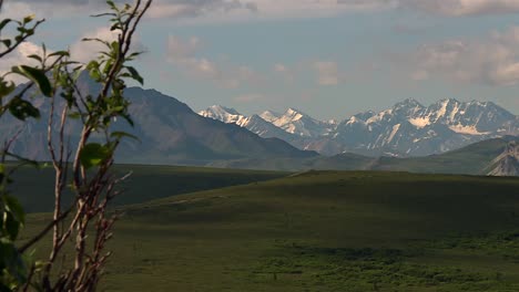 snowy alaska range peaks seen from denali foothills with foreground branches
