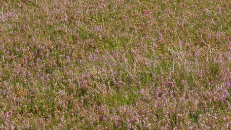 a field of purple wildflowers and green grasses gently moves in the wind under natural daylight, with a soft, slightly blurred background and subtle camera motion