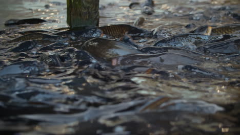 pez carpa con la boca abierta en la superficie del agua