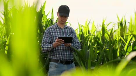 Landwirt-Kultiviert-Mit-Digitalem-Tablet-Computer-Maisplantage-Im-Hintergrund.-Moderne-Technologieanwendung-Im-Landwirtschaftlichen-Anbauaktivitätskonzept