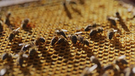 las abejas producen miel en el panal