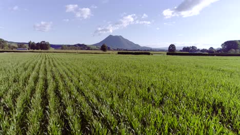 Distant-volcano-in-New-Zealand-flying-above-rural-monoculture-corn-field,-aerial