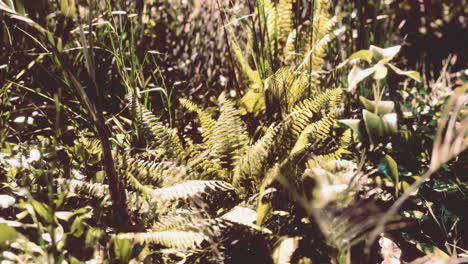 sun shining into tropical forest