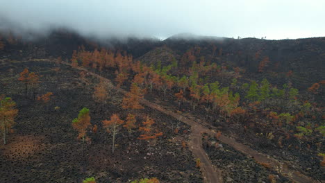 Aerial-birds-eye-shot-over-burned-down-Valle-Nuevo-National-Park-in-Dominican-Republic