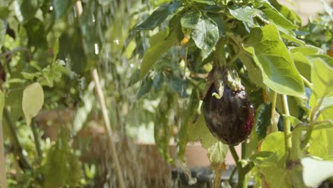 watering an aubergine and other plants in close up slow motion