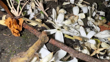 ants working at night time 4