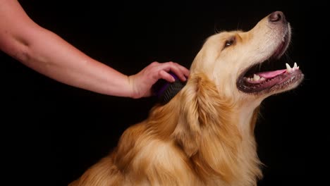 peinar golden retriever sobre fondo negro, acariciar a un perro labrador dorado con la boca abierta y sentado de cerca. disparar a una mascota doméstica en el estudio. concepto de cuidado de animales