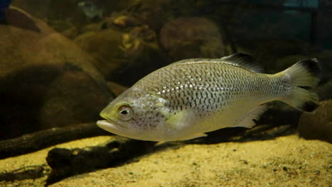 Peces-Plateados-De-Agua-Dulce-En-Acuario-Nadando-Muy-Lentamente