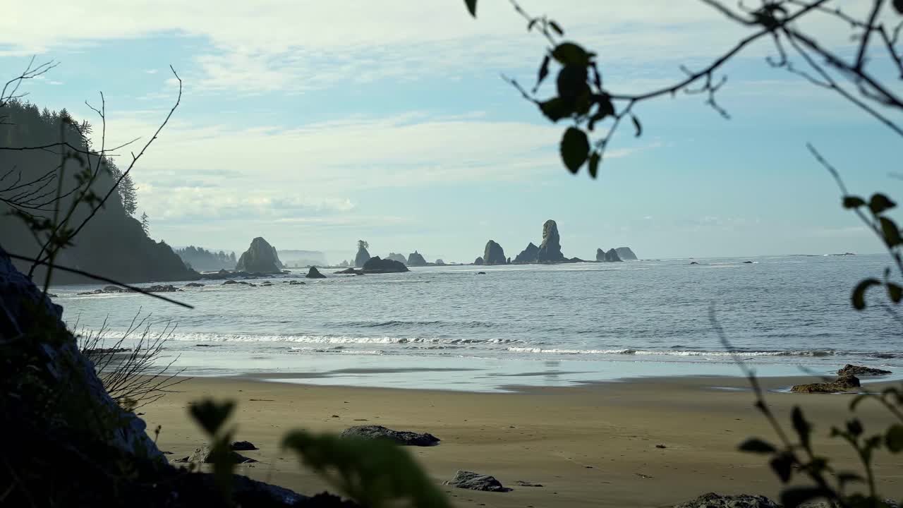 포크스의 아름다운 세 번째 해변, 금빛 모래가 있는 워싱턴, 소나무가 있는 큰 절벽, 따뜻하고 화창한 여름 아침 물 속의 암석