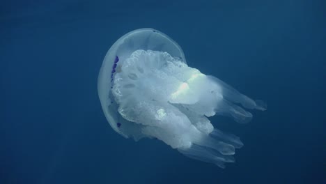 big white barrel jellyfish close up in the mediterranean sea