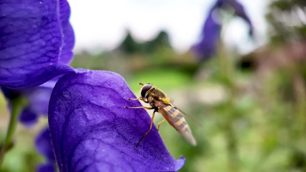 Hoverfly collecting nectar from a purple flower, contributing to pollination in nature
