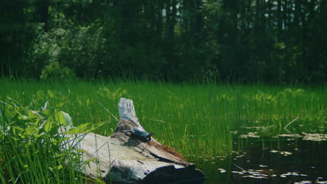 turtle sunbathing on a log in wetlands surrounded by greenery