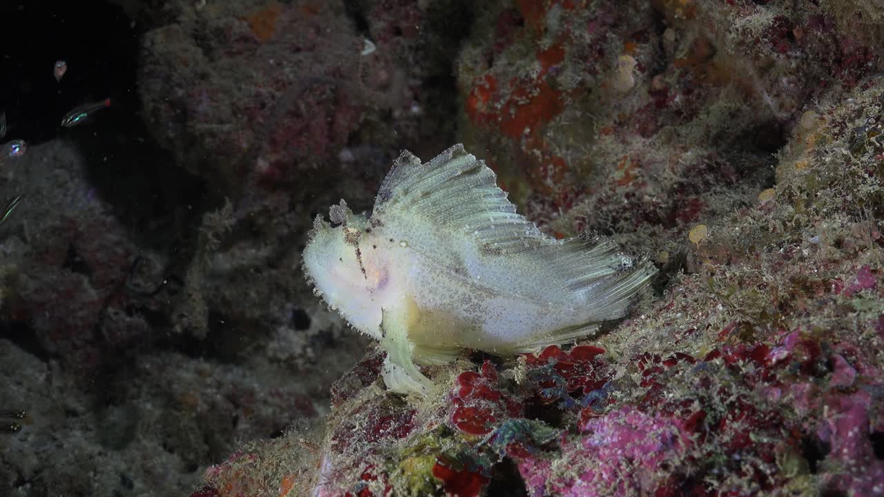 밤에 열대 산호초에 잎 scorpionfish와 유리 물고기