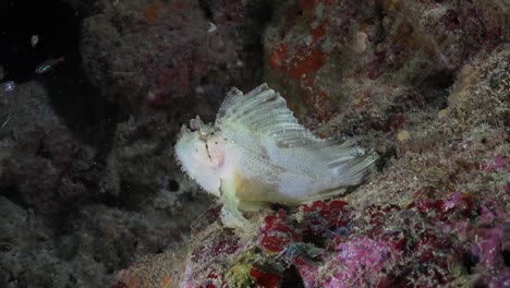 leaf scorpionfish and glass fishes on tropical coral reef at night