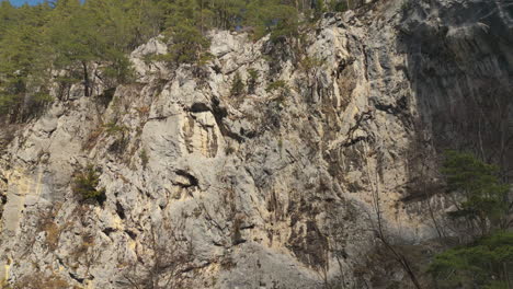 Pine-forest-on-a-tall-rocky-mountain