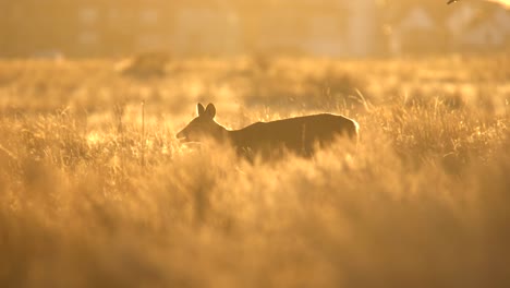 venado bura en las llanuras de colorado