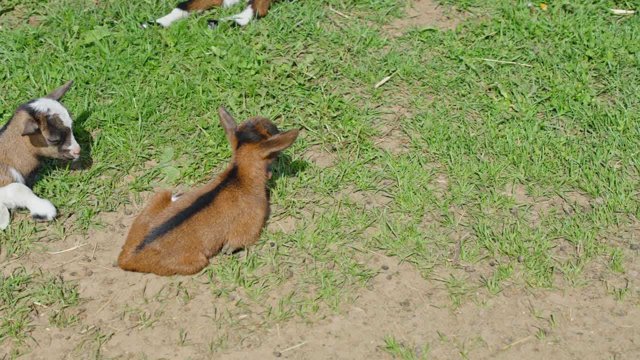 Baby Goats in Pasture: Cute Miniature Livestock on a Sunny Day