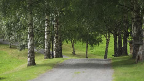 a gravel road between the trees. animal figurines on the sides of the road.
