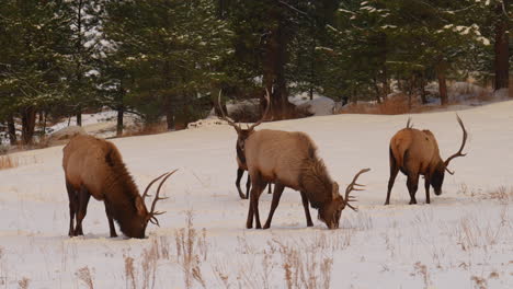 Bull-Elk-antlers-herd-Denver-Colorado-Yellowstone-National-Park-Montana-Wyoming-Idaho-wildlife-animal-sunset-winter-eating-grass-open-snow-meadow-backcountry-males-deer-buck-hunter-pan-follow