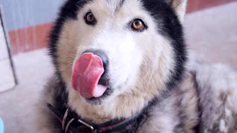 siberian husky lying on the ground.