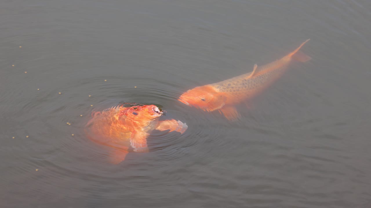 코이 물고기가 연못에서 모여 먹이를 먹습니다.