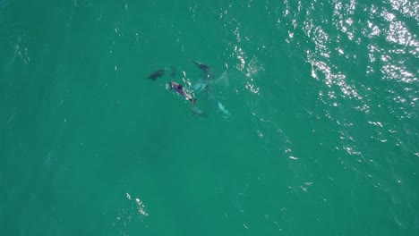 grupo de delfines flotando en la superficie del océano turquesa en queensland, australia - toma aérea