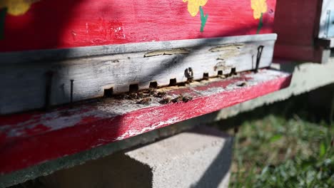 Honey-bees-around-a-wooden-hive-box