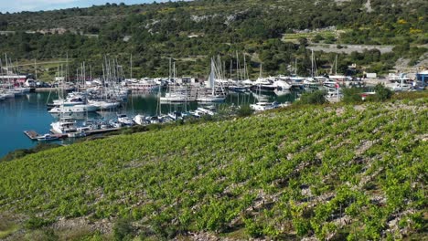 View-Of-Babic-Vineyard-In-Primosten,-Croatia-At-Daytime---aerial-drone-shot