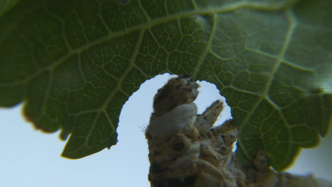 primer plano de un gusano de seda masticando una hoja verde 1