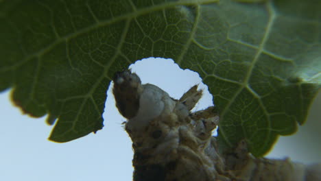 Nahaufnahme-Einer-Seidenraupe,-Die-Auf-Einem-Grünen-Blatt-Kaut