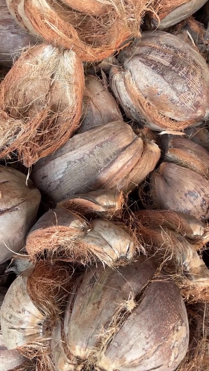 Pile of Dried Coconut Husks and Whole Coconuts