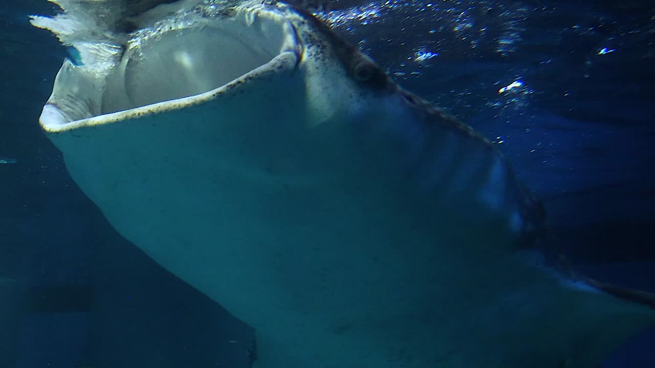 A close-up view of a whale shark swimming with its mouth open in an aquarium setting.
