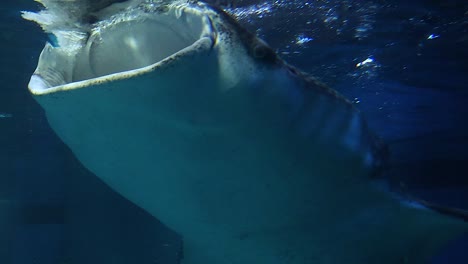 a close-up view of a whale shark swimming with its mouth open in an aquarium setting.