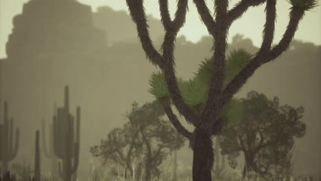 exploring a serene desert landscape under muted light with unique flora