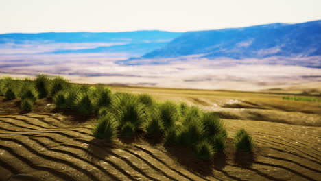 desierto llano con arbustos y hierba