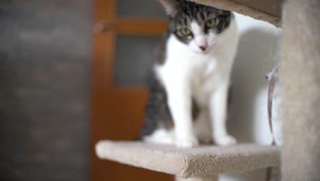 Rascador-Para-Gatos-Jugando-En-Casa-Con-Alfombra-Pequeño-árbol-Para-Gatos,-Base-En-Forma-De-Pata,-Bola-Colgante-De-Juguete-Para-Gatos-Y-Gatitos