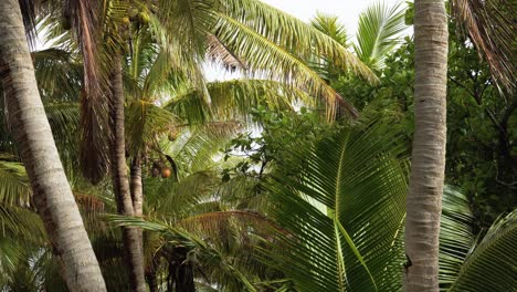 palmeras de coco en la isla de fiji en un soleado día de verano.