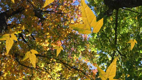 Animation-of-autumn-leaves-falling-against-low-angle-view-of-trees-and-blue-sky