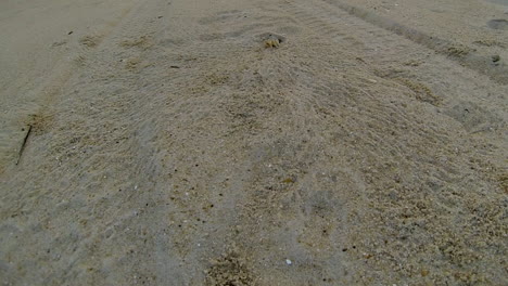 Atlantic-Ghost-Crab-digs-sand-from-burrow-and-scurries-back-into-hole