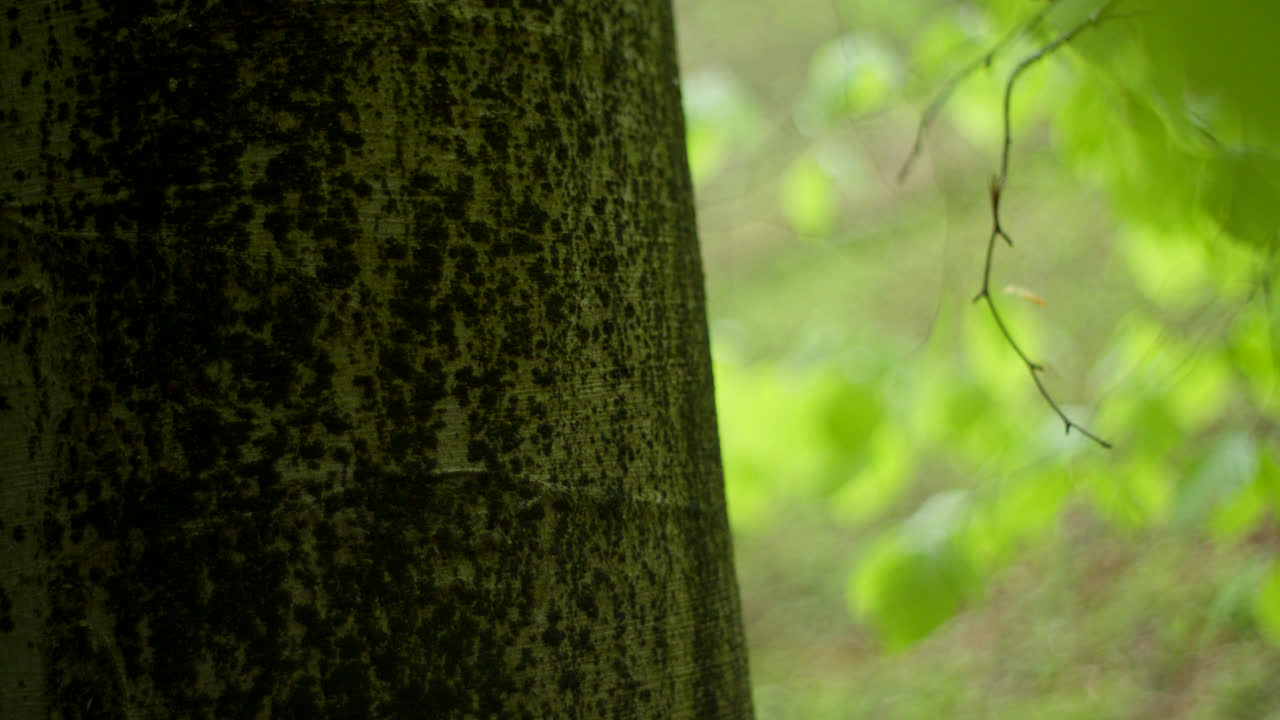Hand touching a tree trunk in the forest