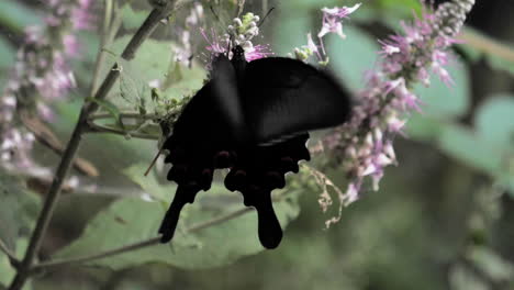 flor de mariposa negra china en cámara lenta
