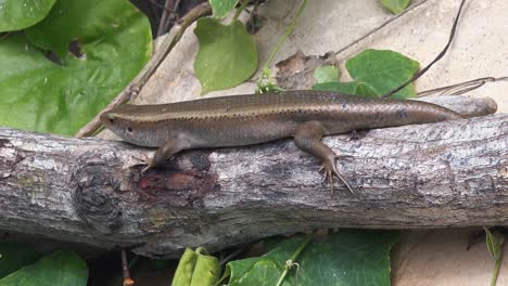 Lagarto-Relajándose-En-Una-Rama