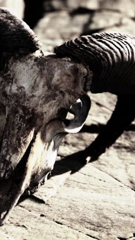 close up of a ram skull