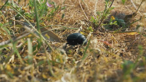 un gran escarabajo negro camina a través de una exuberante vegetación en cámara lenta