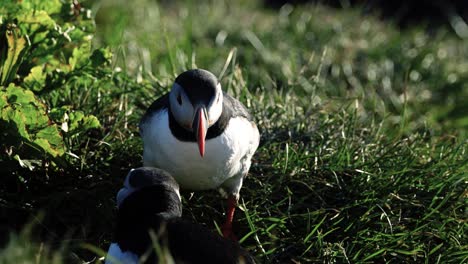 puffin mating and courtship behaviour - pair of atlantic puffins rub their beaks. - close up shot