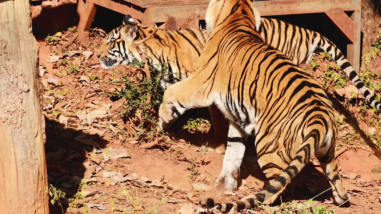 Tigre interagerer legende i naturlige omgivelser