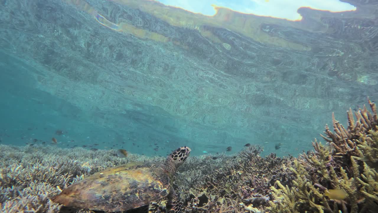 una majestuosa tortuga de mar se sienta en un vibrante arrecife de coral